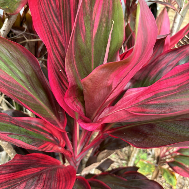 Hawaiian Green/Pink/Red Hybrid Ti Leaf Fresh Cuttings 6Inch Starter Logs X3