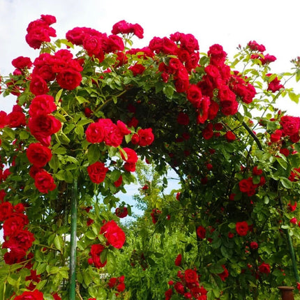 20Pcs Red Climbing Rose Seeds - Rare Non-Gmo Heirloom Variety for Your Garden
