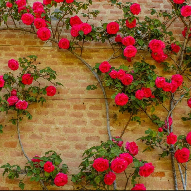20Pcs Red Climbing Rose Seeds - Rare Non-Gmo Heirloom Variety for Your Garden