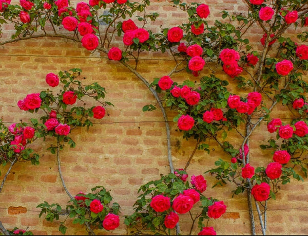 20Pcs Red Climbing Rose Seeds - Rare Non-Gmo Heirloom Variety for Your Garden