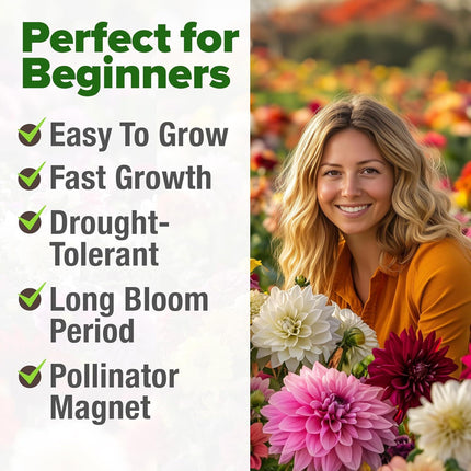 Zinnia Dahlia Seeds Pack- Bulk Flower Seeds to Plant outside for Vibrant Blooms,