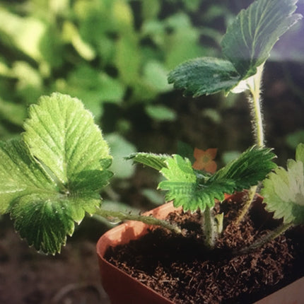 100+Red Strawberry Seeds Big Flesh Fruit Perennial Container Garden USA