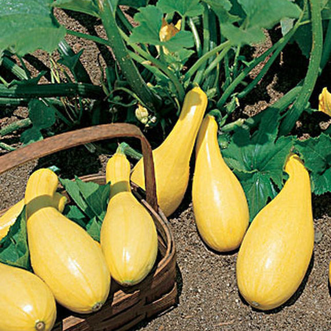 Yellow Crookneck Squash Seed, NON-GMO, Heirloom, Yellow Summer Squash, 25 Seeds