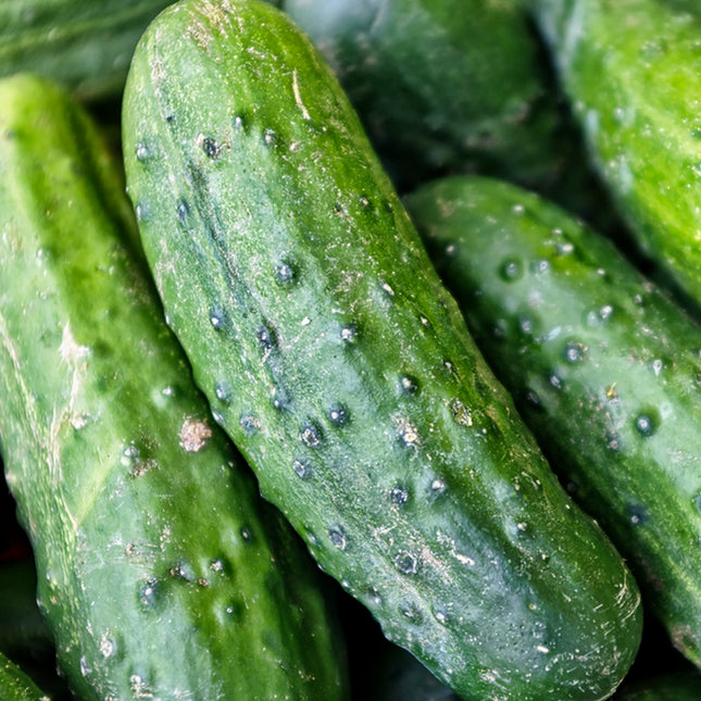 SPACEMASTER BUSH CUCUMBER SEEDS 50+ Vegetable GARDEN Pickling FREE SHIPPING