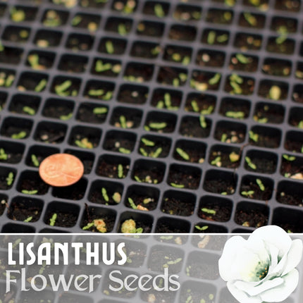 Lisianthus Seeds - 100 Seeds Garden Bloom Flower Seed Flowers Non Gmo Heirloom
