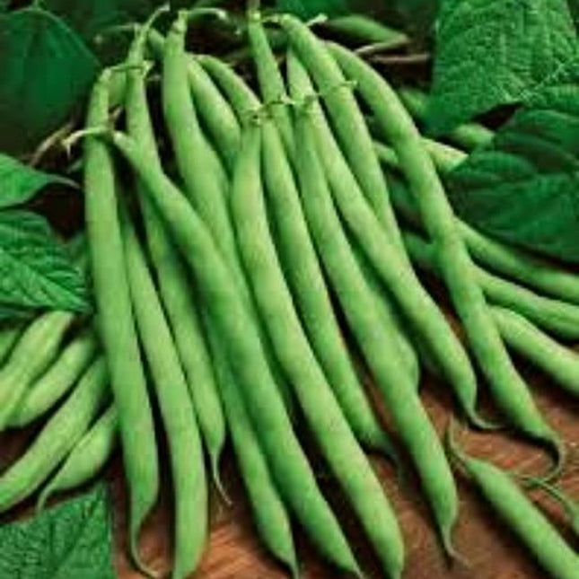 Kentucky Wonder Pole Bean Seed, NON-GMO, Heirloom Pole Bean Seed, 1 Oz. Pack