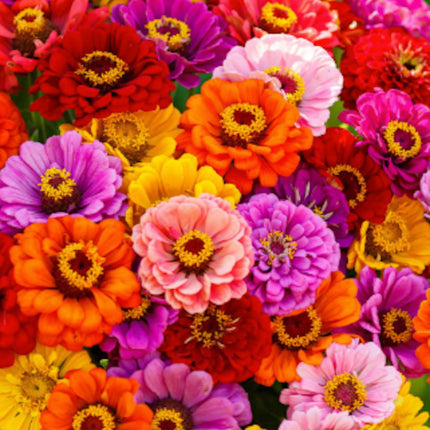 Zinnia Seeds Bulk - Giant Mix - Aztec Empress - Tall Majestic Many Colors - USA