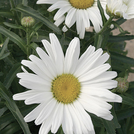 GIANT SHASTA DAISY - PERENNIAL FLOWER - 100+ SEEDS