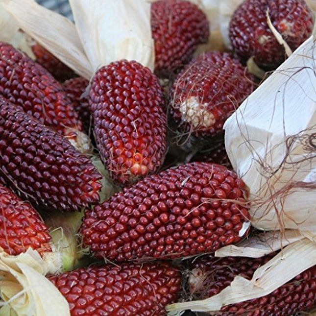 Strawberry Popcorn Corn Seeds | Heirloom / Non-Gmo | Free Shipping | 1113