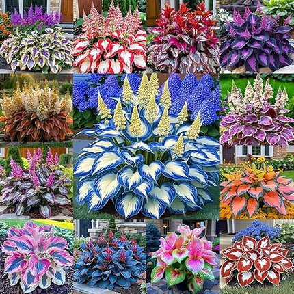 200Pcs Mixed Hosta Seeds for Planting Colorful Hosta Plant Seeds Perennial