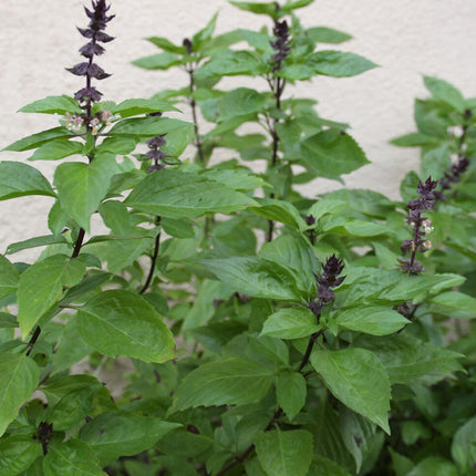 100+ Thai Basil Seeds(Ocimum Basilicum)Khme
