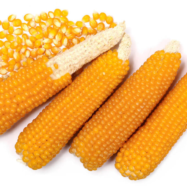 Popcorn, South American Popcorn, Dynamite Popcorn, Heirloom, 1 Oz., 175-180 Seed