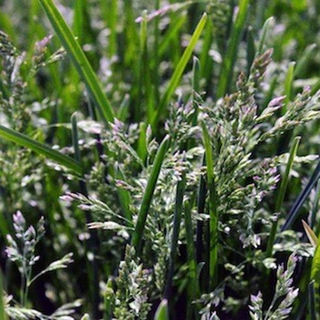 Kentucky Blue Grass Seed, (5 Lb. Pack), Kenblue, Lawn and Turfgrass Seed