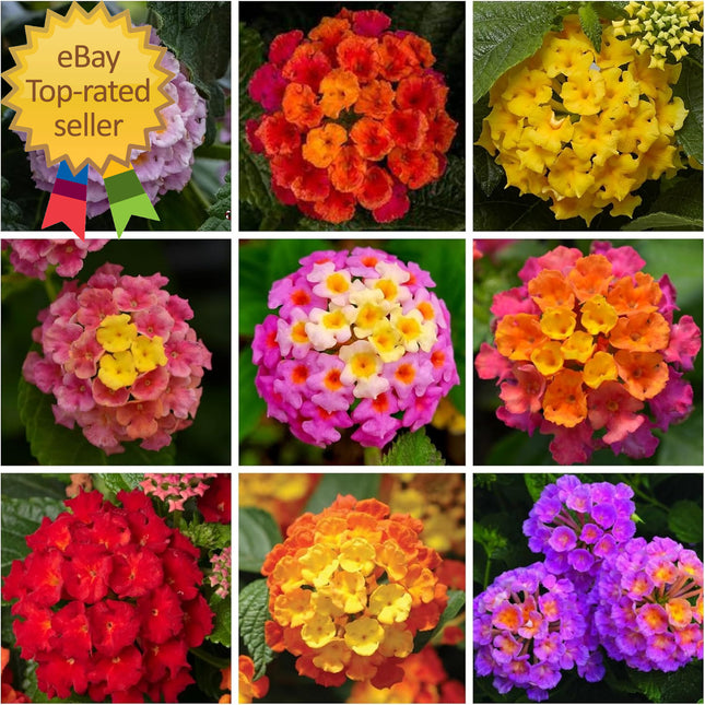 Lantana Flower Seeds for Planting - 300+ Mixed Color Flower Seeds to Plant Great