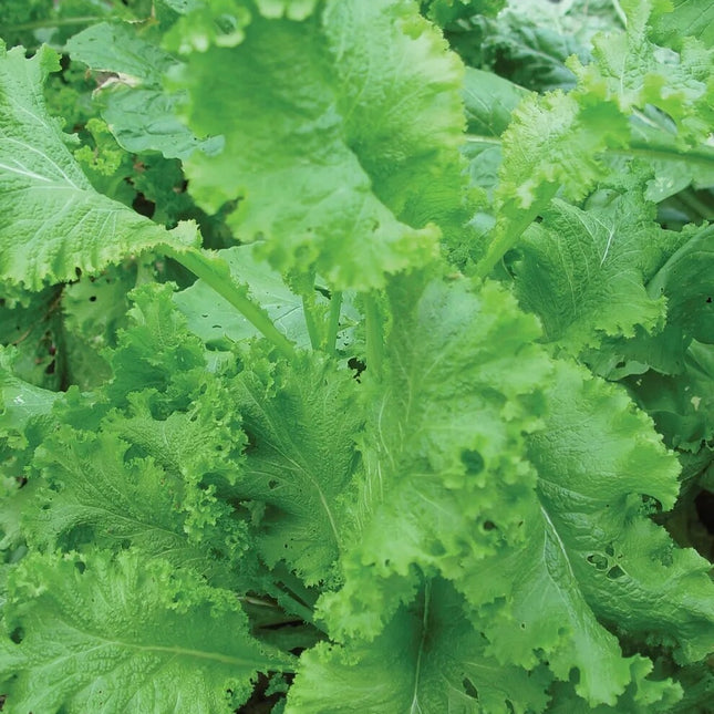 Mustard Seeds, Southern Giant Curled Mustard, NON-GMO, Heirloom Seed, 250 Seeds