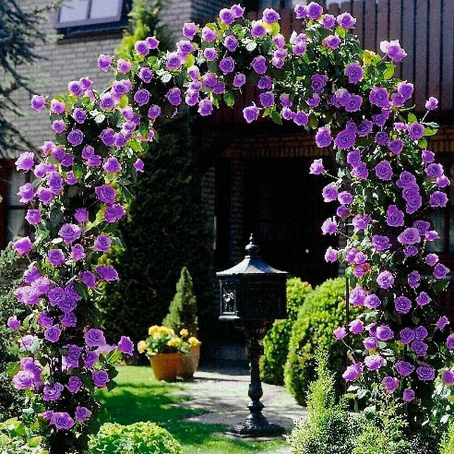20Pcs Purple Climbing Rose Seeds - Rare Non-Gmo Heirloom Variety for Your Garden