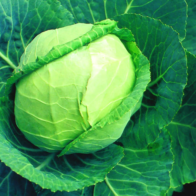 Cabbage Seed , Late Flat Dutch Cabbage Seed, 250 Seed Pack, NON-GMO Vegetable