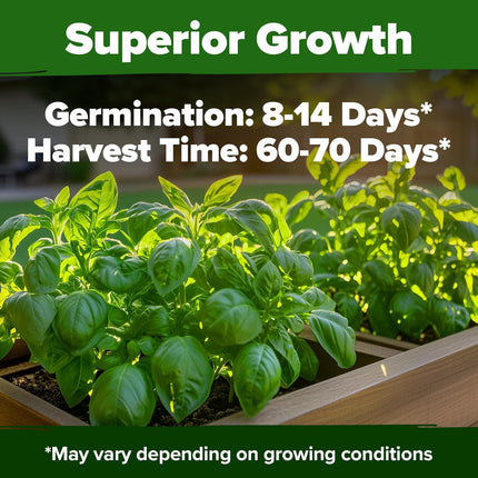 Italian Basil Seeds (Bulk Pack) 1424 Sweet Large Leaf Basil Seeds for Planting