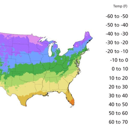 SHASTA DAISY Chrysanthemum Perennial Heirloom Flower Meadow Non-Gmo 500 Seeds!