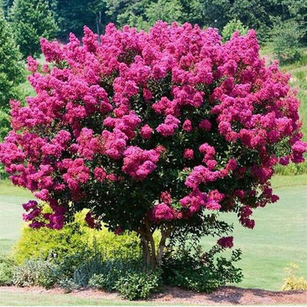 20 EXOTIC CRAPE MYRTLE SEEDS for Garden Flower House Plant Bush USA SELLER USPS