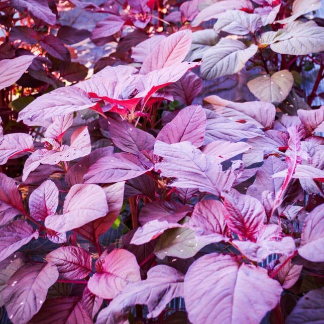 1000+Red Garnet Amaranth Seeds Red Spinach Kiwicha Microgreens Garden Seeds USA