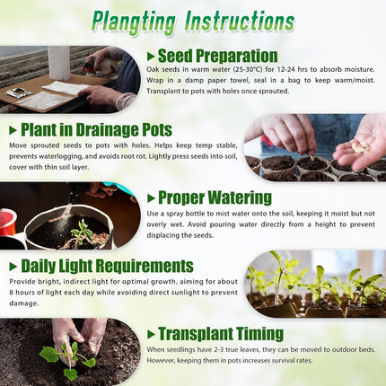 200Pcs, Mixed Hosta Seeds for Planting Hosta Plant Seeds Moderate Drought