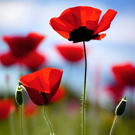 Red Poppy Seeds - Papaver Rhoeas Seeds - Red Corn Poppy Flower Seeds - USA