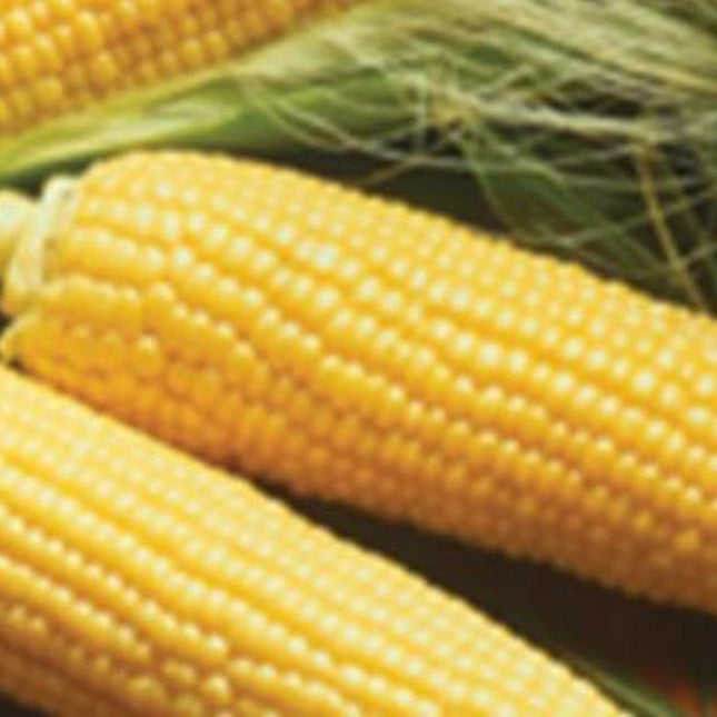 Golden Queen Sweet Corn, Hybrid Sweet Corn, Yellow Corn, NON GMO Sweet Corn
