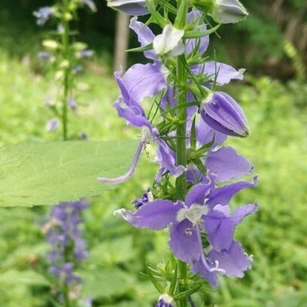 500+Tall Bellflower Seeds Campanula Americana Native American Wildbellflower USA