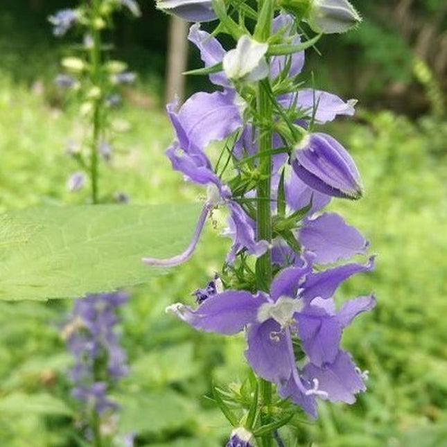 500+Tall Bellflower Seeds Campanula Americana Native American Wildbellflower USA