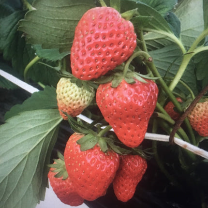 100+Red Strawberry Seeds Big Flesh Fruit Perennial Container Garden USA