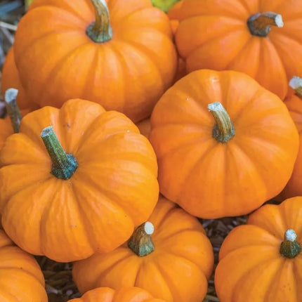 Jack Be Little Pumpkin Seed, NON-GMO Pumpkin Seed, Mini Pumpkin Seeds, 50+ Seeds