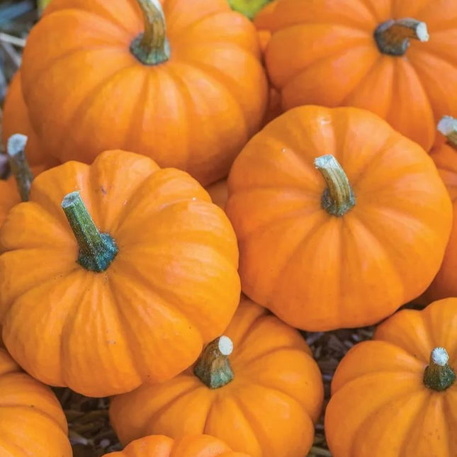 Jack Be Little Pumpkin Seed, NON-GMO Pumpkin Seed, Mini Pumpkin Seeds, 50+ Seeds