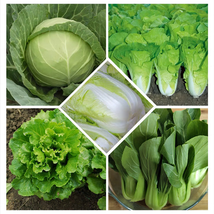 Atlas Vegetable Seeds Survival Garden Kit - over 50,000 Seeds, 29 Varieties