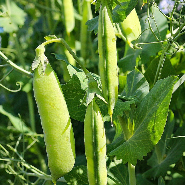 20+Super Sugar Snap Pea Seeds Green Sweet Pea Garden Pea Heirloom Fresh USA