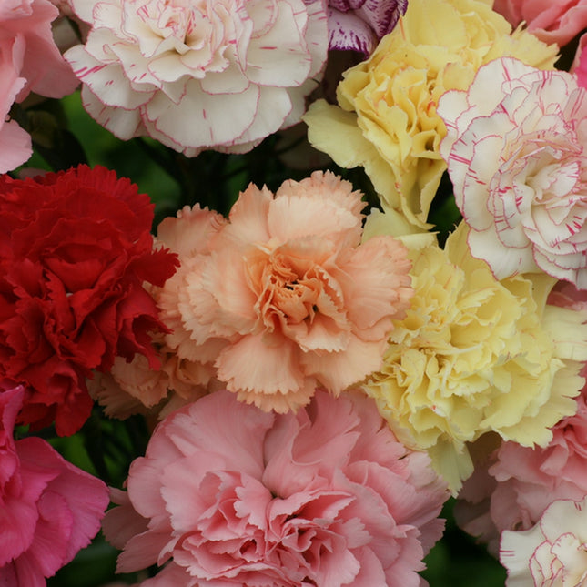 Chabaud Mix Carnation Seeds | Free Shipping | Flower Seeds | Seed Store | 1249