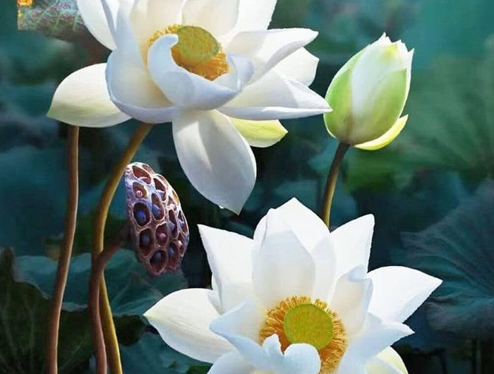 35 Pcs Bonsai Lotus Seeds for Planting Bowl Lotus Seeds, Water Lily Flower Plant