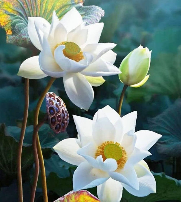 35 Pcs Bonsai Lotus Seeds for Planting Bowl Lotus Seeds, Water Lily Flower Plant