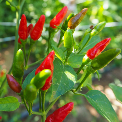 50+ Birdseye Chili Pepper Seeds HOT | Fresh Garden Seeds