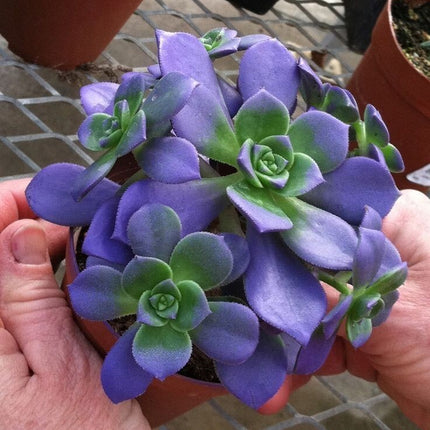 100Pcs Mixed Rare Succulent Seeds, Mult-Color Indoor/Outdoor Plant