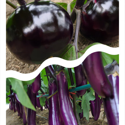 Atlas Vegetable Seeds Survival Garden Kit - over 50,000 Seeds, 29 Varieties