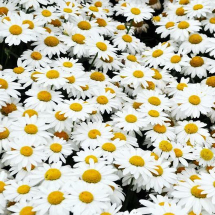 SHASTA DAISY Chrysanthemum Perennial Heirloom Flower Meadow Non-Gmo 500 Seeds!