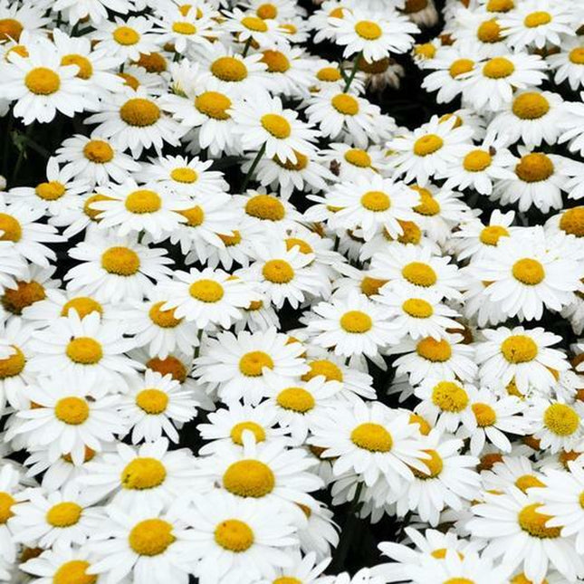 SHASTA DAISY Chrysanthemum Perennial Heirloom Flower Meadow Non-Gmo 500 Seeds!