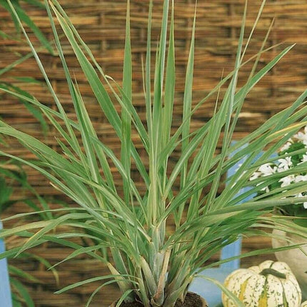 50+ Lemon Grass Seeds (Cymbopogon Citratus) FRESH Non-Gmo Garden Seeds - USA