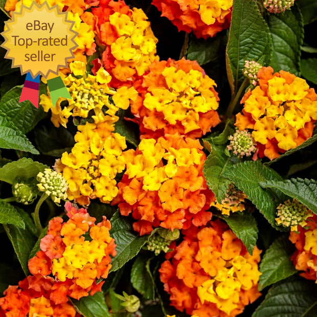Lantana Flower Seeds for Planting - 300+ Mixed Color Flower Seeds to Plant Great