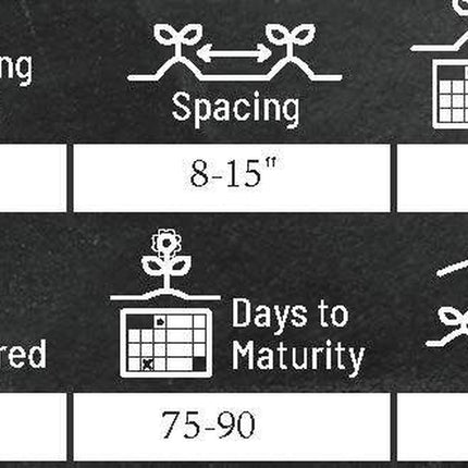 California Giant Zinnia Flower Seeds | Non-Gmo | Fresh Annual Flower Seeds