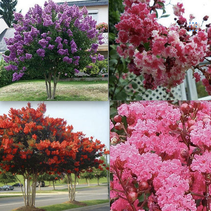20 EXOTIC CRAPE MYRTLE SEEDS for Garden Flower House Plant Bush USA SELLER USPS