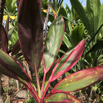 Hawaiian Green/Pink/Red Hybrid Ti Leaf Fresh Cuttings 6Inch Starter Logs X3