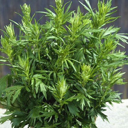 500+Mugwort Seeds(Artemisi