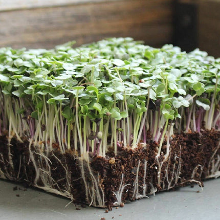 Basic Salad Mix MICROGREEN Seeds | Heirloom | Non-Gmo | Seeds for Sprouting